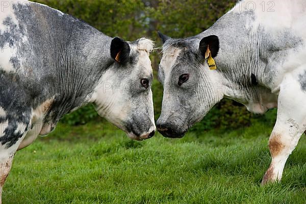 Domestic cattle