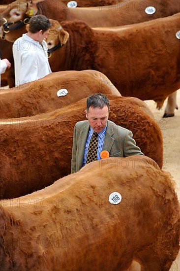 Domestic cattle