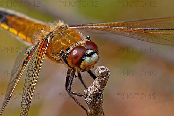 Four-spotted dragonfly