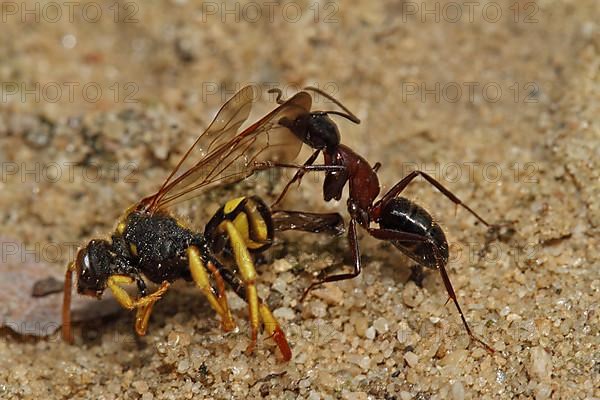 Red ant