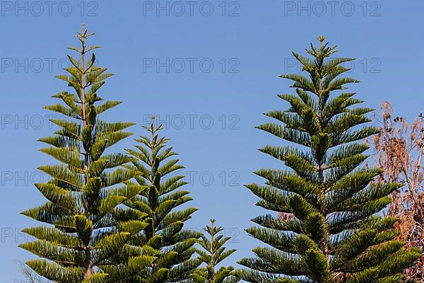 Norfolk Island Pine