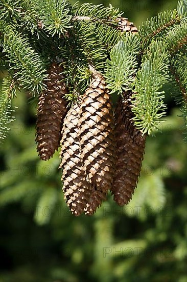 Common spruce