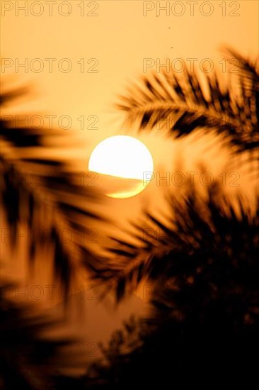 Sun and palm fronds