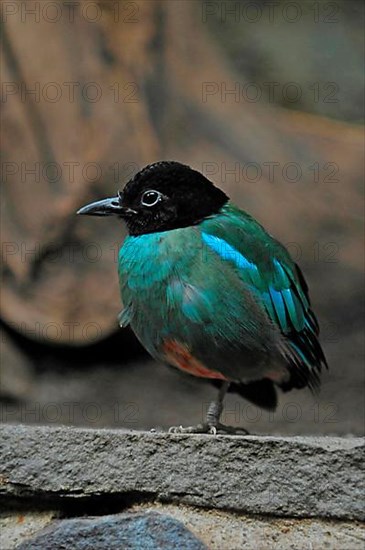 Cap pitta