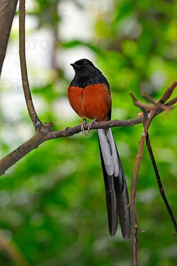 Shama Thrush