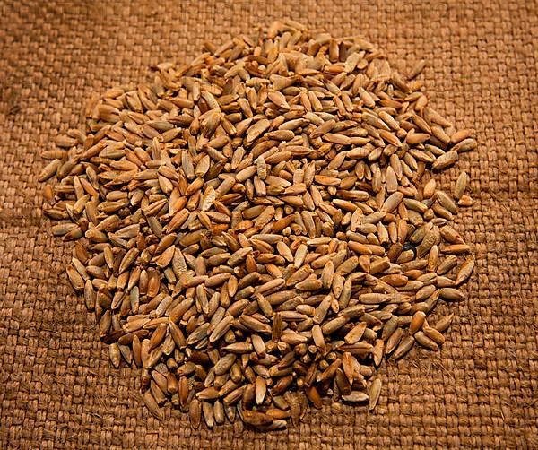 Soft perennial rye