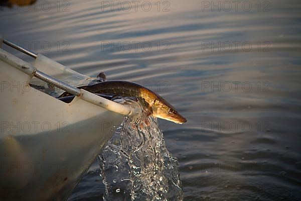 Pike
