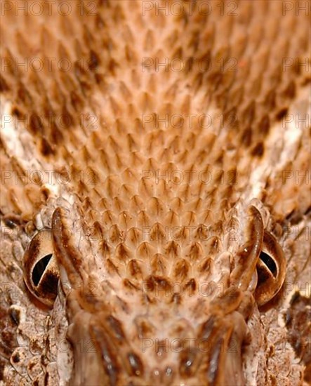 Chain viper