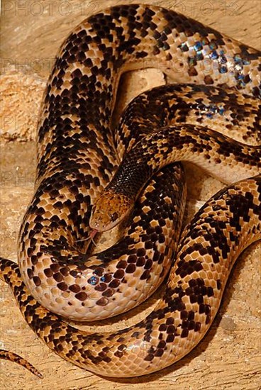 Fitzinger's False Coral Snake
