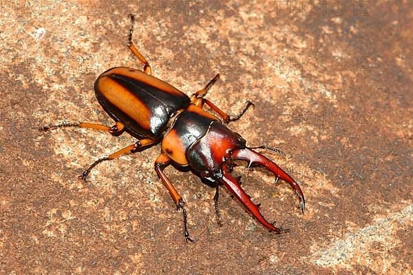 Kenyan goliath beetle