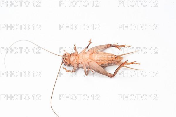 Cricket Cricket