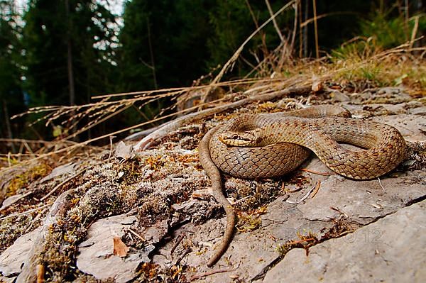 Smooth snake