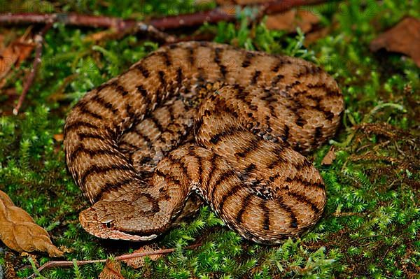 Female Alpine Viper