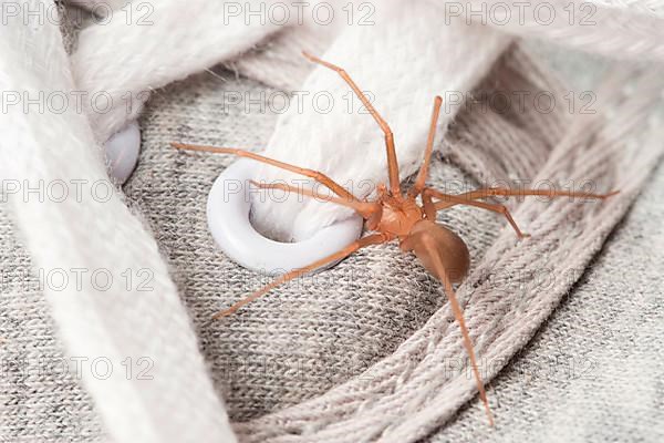 House spider on shoe