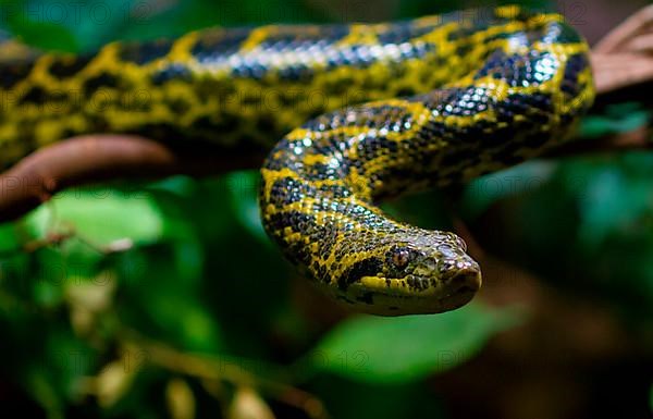 Yellow anaconda