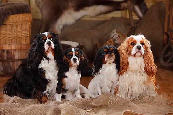 King Charles Spaniel and Cavalier King Charles Spaniel
