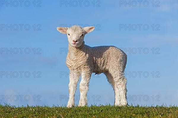 White lamb of Frisian milk sheep in a meadow