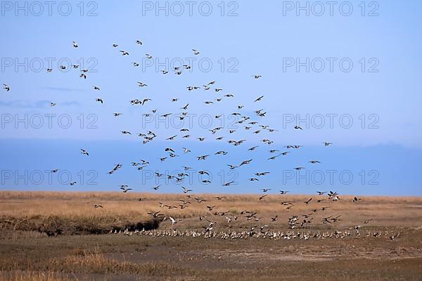 European golden plover