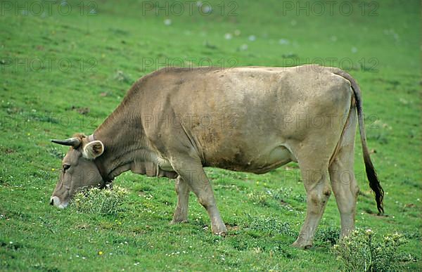 Domestic cattle
