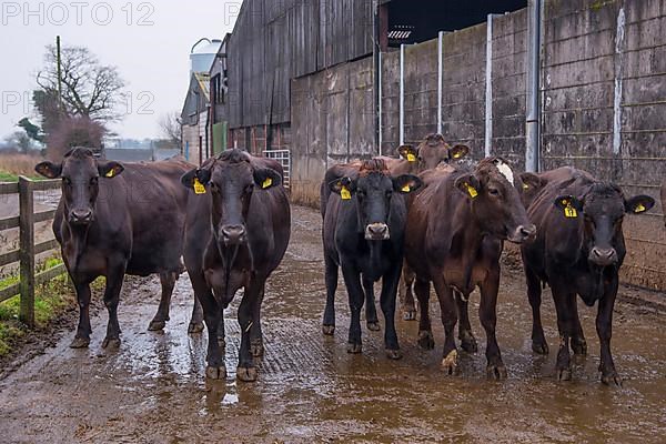 Domestic cattle
