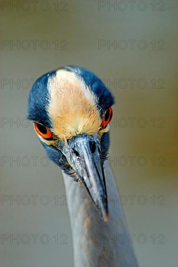 Yellow-crowned night heron