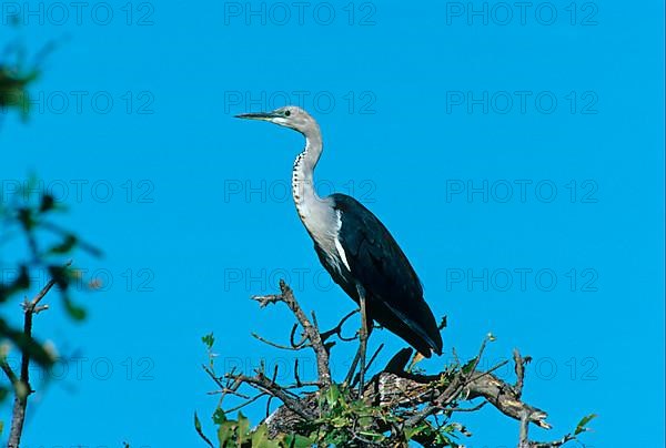 White-necked heron