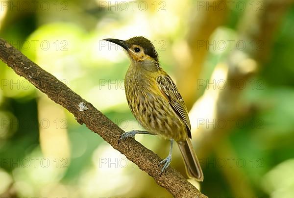 Macleay's Honeyeater