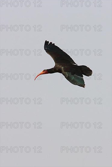 Northern Bald Ibis