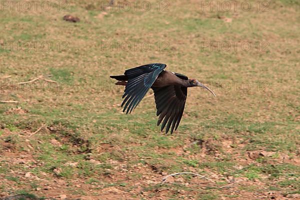 Black Ibis