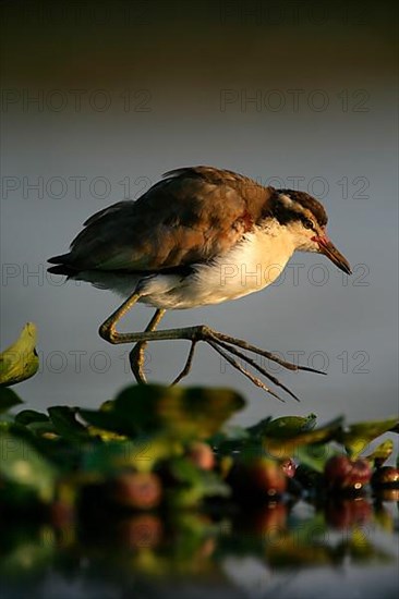 Wattled jacana