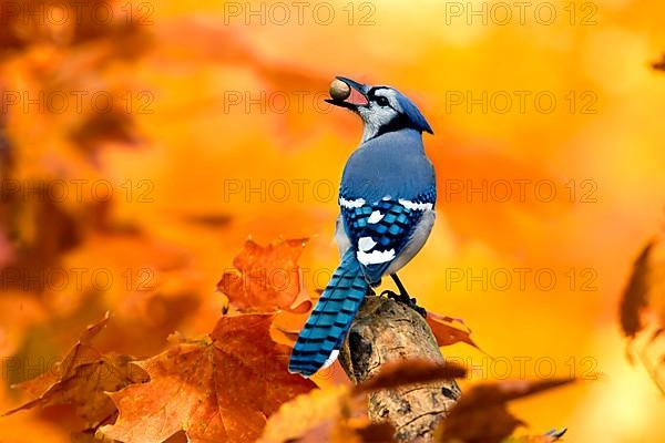 Blue Jay