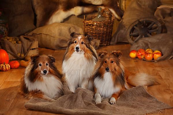 Shelties