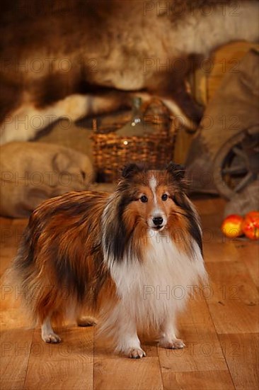 Sheltie