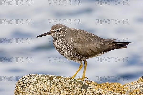 Wandering Tattler