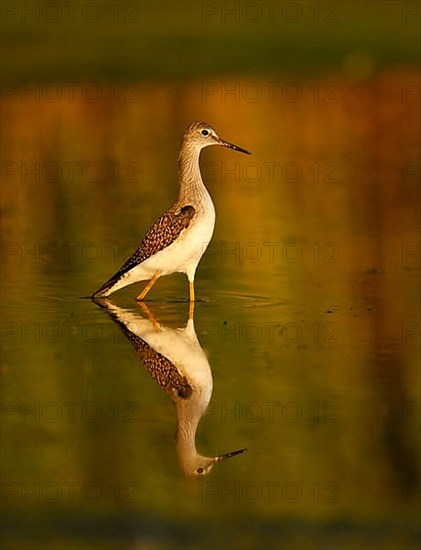 Lesser yellowleg