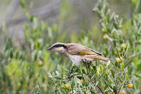 Singing honeyeater