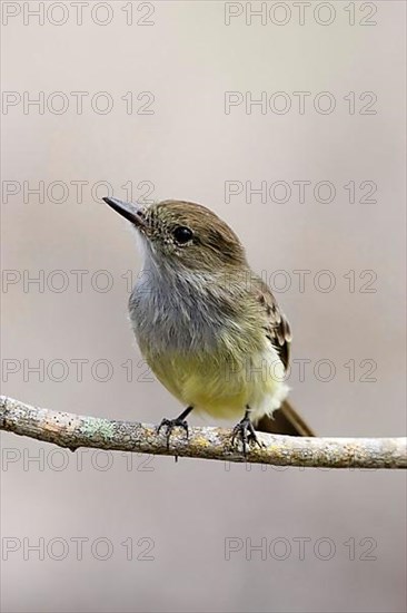 Galapagos Flycatcher Myriarchus magnirostris