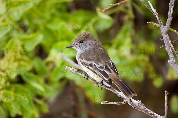 Galapagos Flycatcher Myriarchus magnirostris