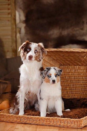 Miniature Australian Shepherd