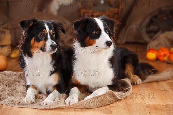 Australian Shepherd and Miniature Australian Shepherd