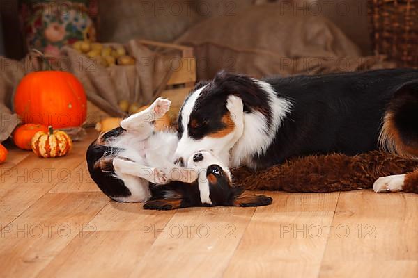 Australian Shepherd