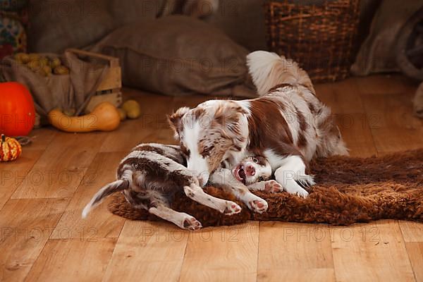 Australian Shepherd