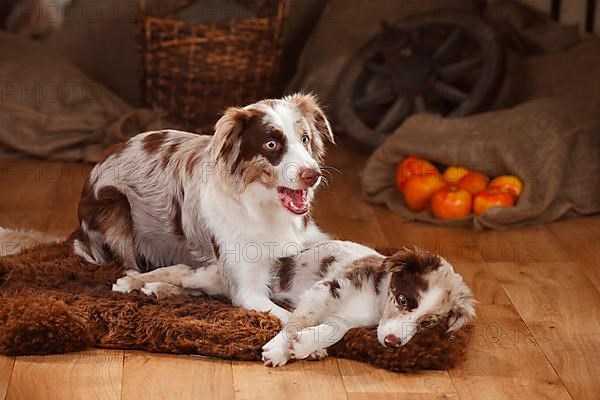 Australian Shepherd