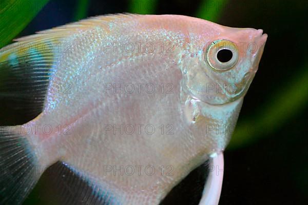 Angelfish