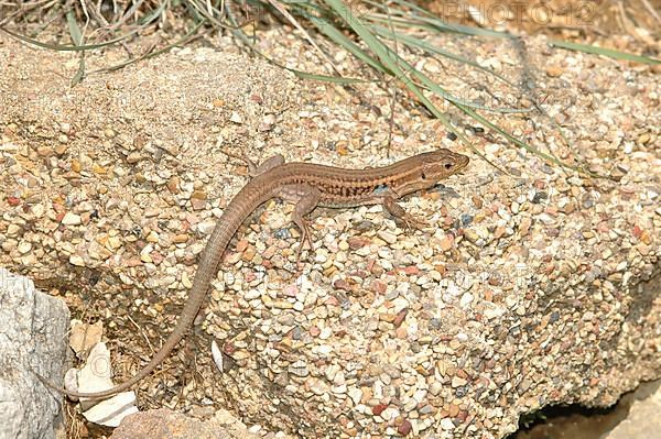 Peloponnese wall lizard
