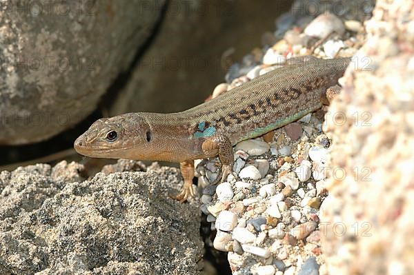 Peloponnese wall lizard