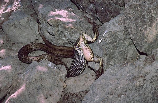 Balkan grass snake feeding on a lake frog