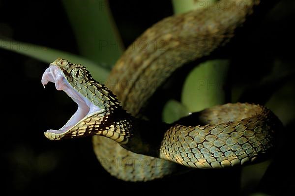 Common bush viper