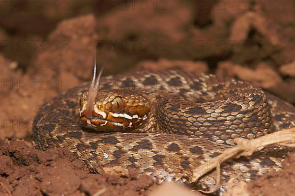 Kenya Mountain Viper