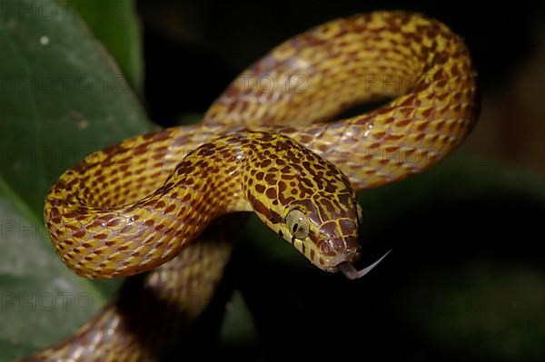 Banded tree snake